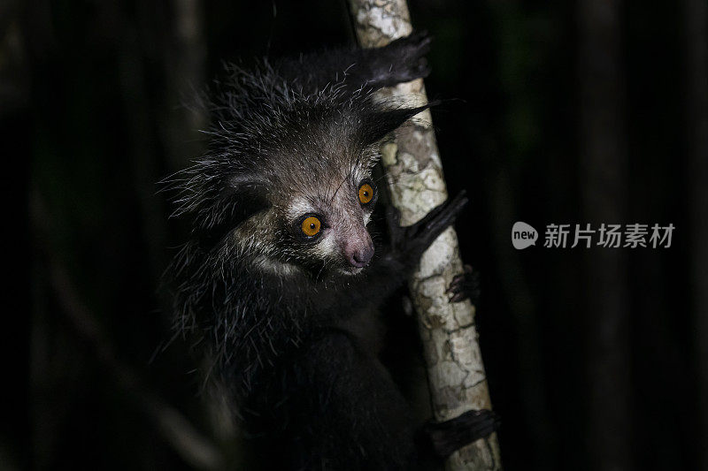 马达加斯加野生动物中的Aye-aye (Daubentonia Madagascar)